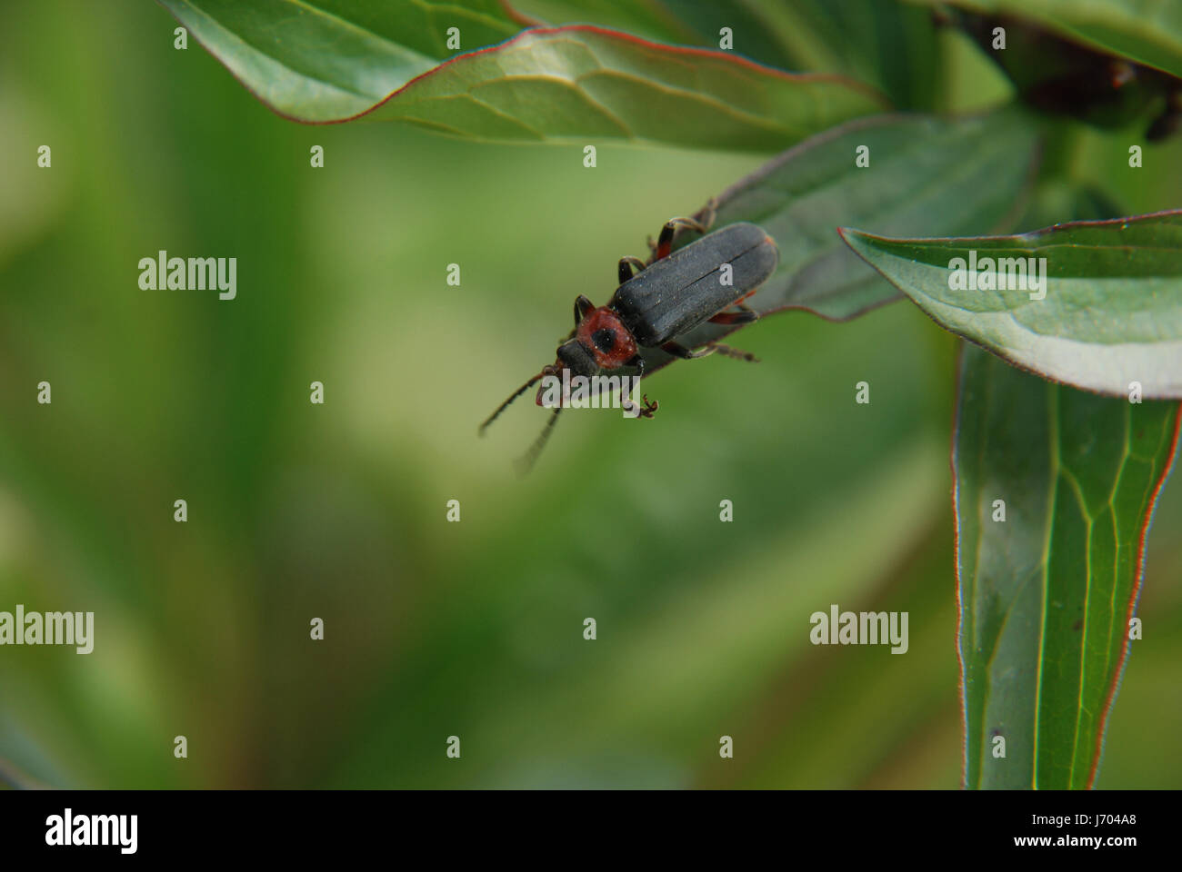 soldier beetles in the garden Stock Photo Alamy