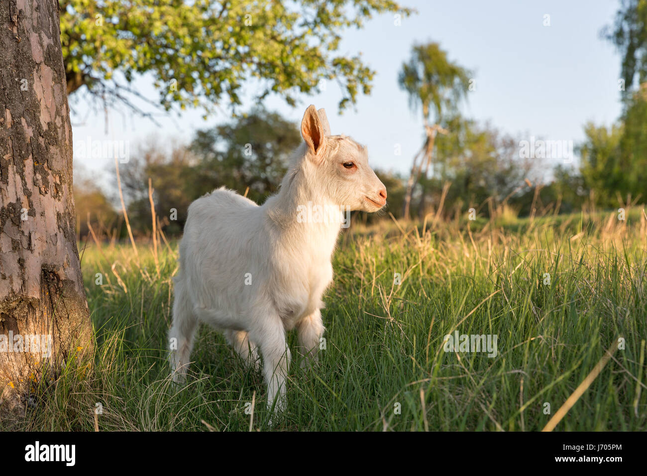 Domestic baby goat in a pasture spring orchard closeup, Central Ukraine ...