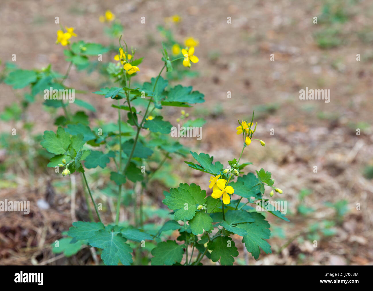 Wild healing plant celandine with yellow flowers closeup in the forest Stock Photo