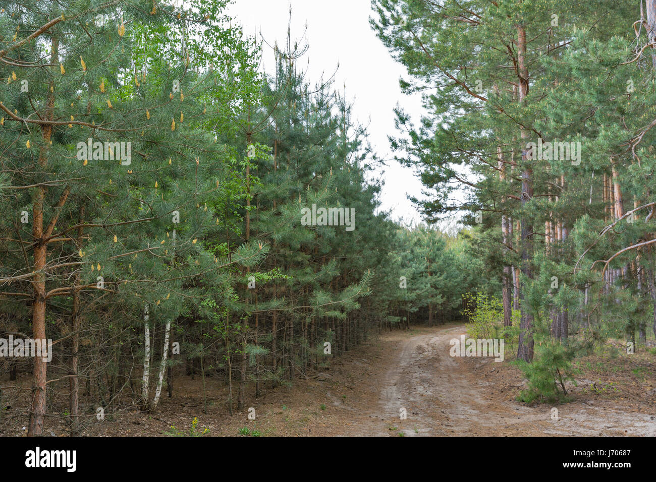 Road in the young pine forest Stock Photo