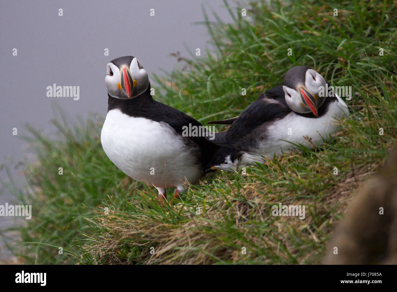 Atlantic puffin or common puffin in Iceland Stock Photo