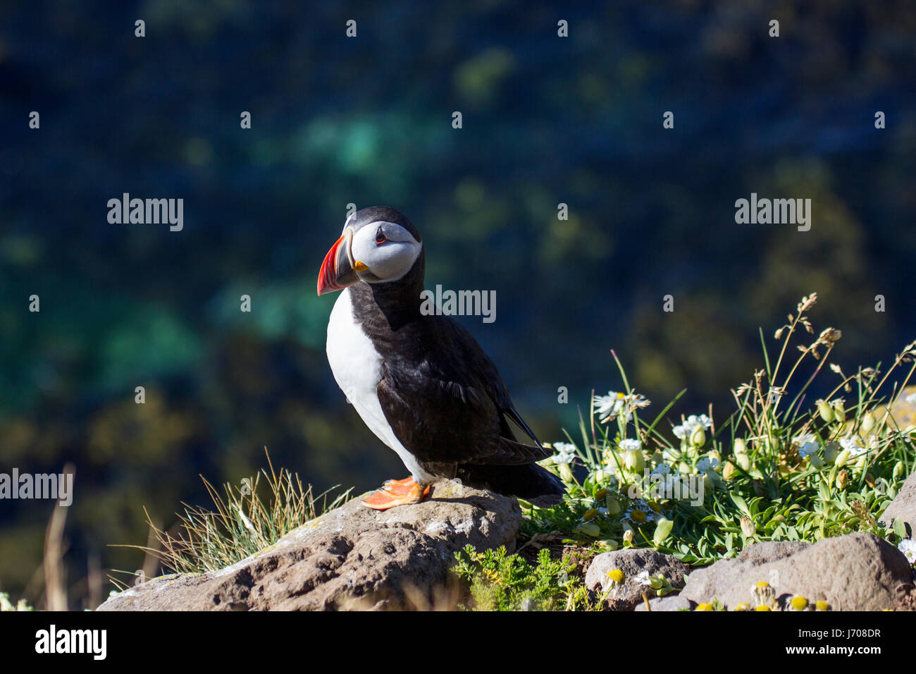 Atlantic puffin or common puffin in Iceland Stock Photo