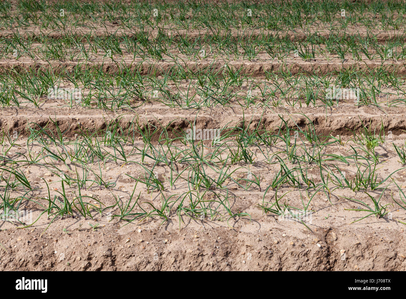 A field of onions growing planted in deep furrows Stock Photo