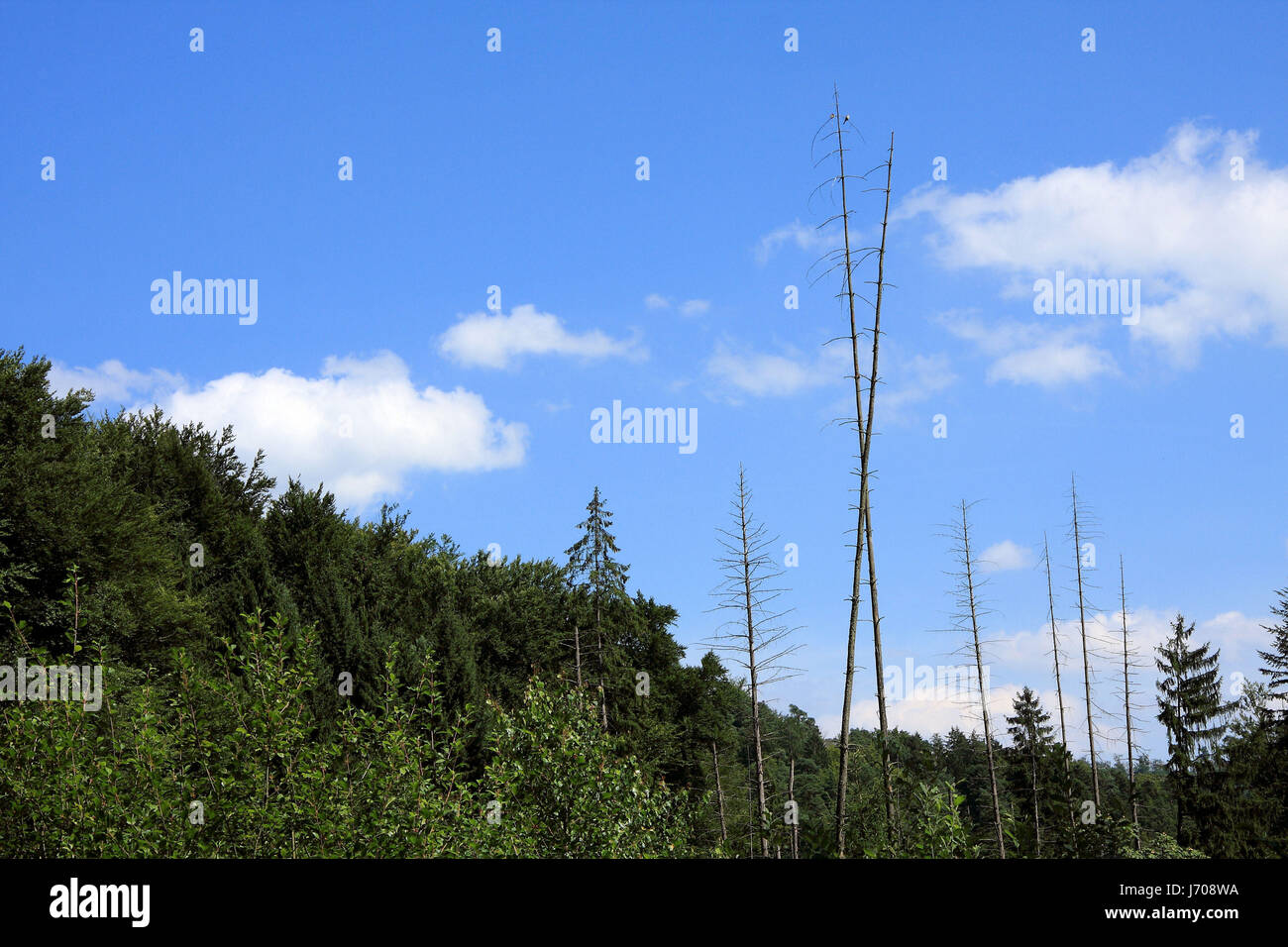 tree trees firs waldsterben forest nature blue tree trees plant deciduous trees Stock Photo