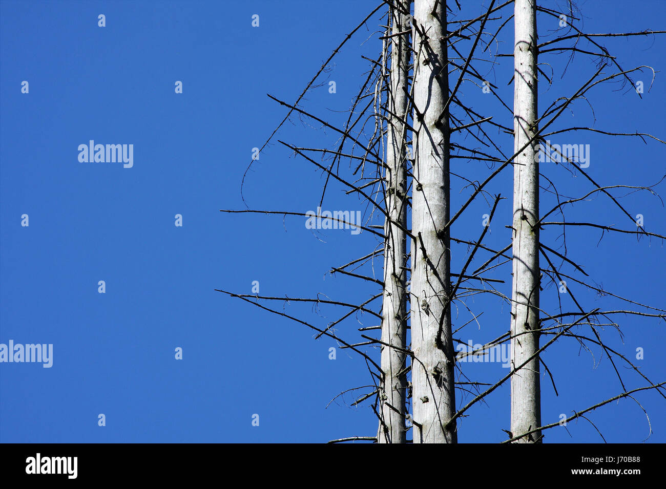 dead fir trees Stock Photo Alamy
