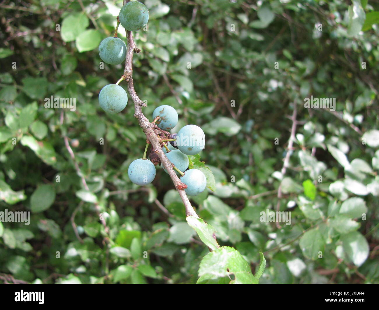 blachthorn sloe sloes summer summerly progenies fruits thorns drupes immaturity Stock Photo