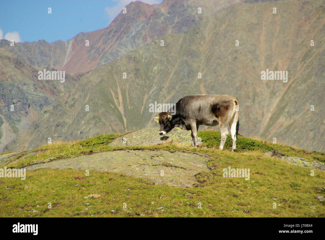 animal alps alp austrians cow bovine mountain animal green alps alp ...