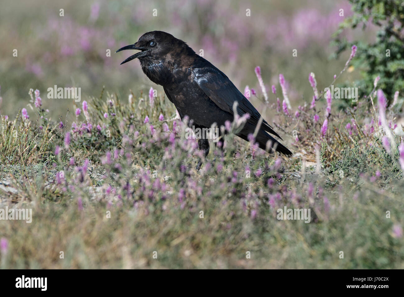 Corvo del Capo (Corvus capensis), Cape Crow Stock Photo