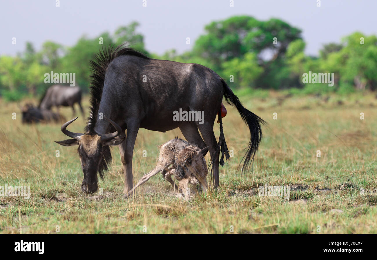 A blue wildebeest that just gave birth to her calf in Liuwa Plain National Park, in Zambia Stock Photo