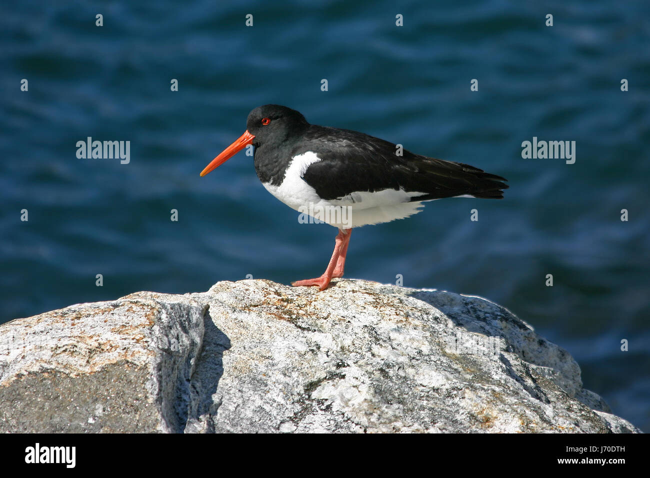 beak beaks oystercatchers red seagull gull bird water north sea salt