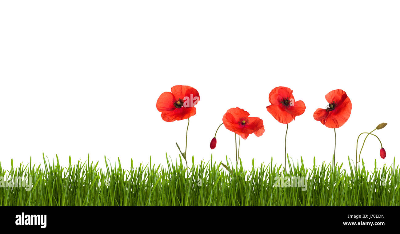 Border wild red poppies in a row. Isolated on white background Stock ...