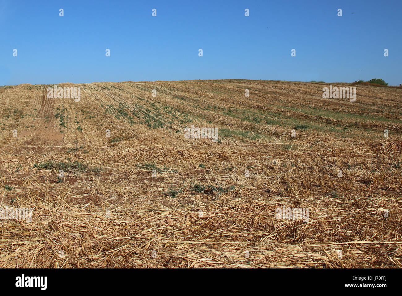 yellow field after harvest Stock Photo Alamy