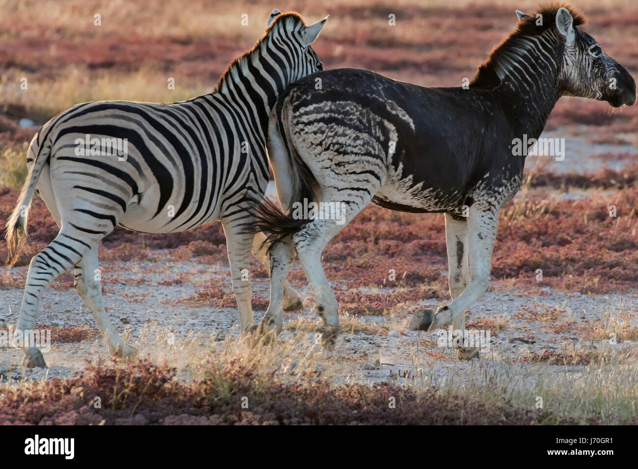 Zebre Di Burchell Equus Quagga Burchellii Di Cui Una Melanica Stock Photo Alamy