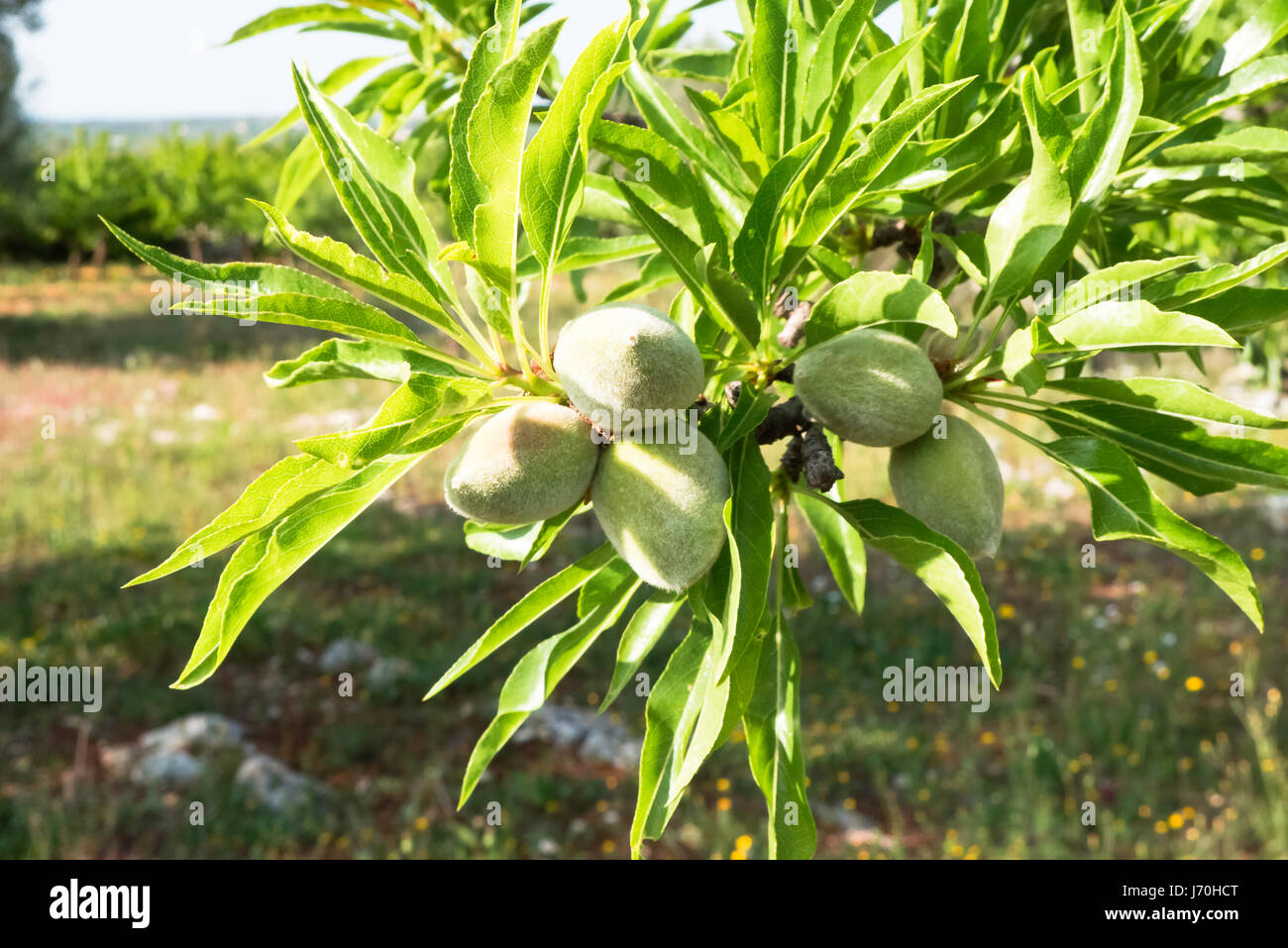 Branches of almonds growing. Stock Photo
