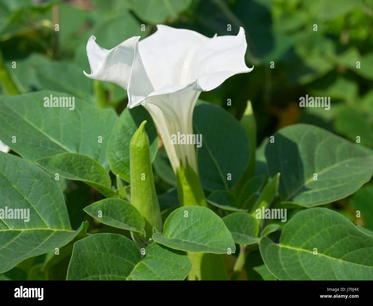 datura - datura Stock Photo