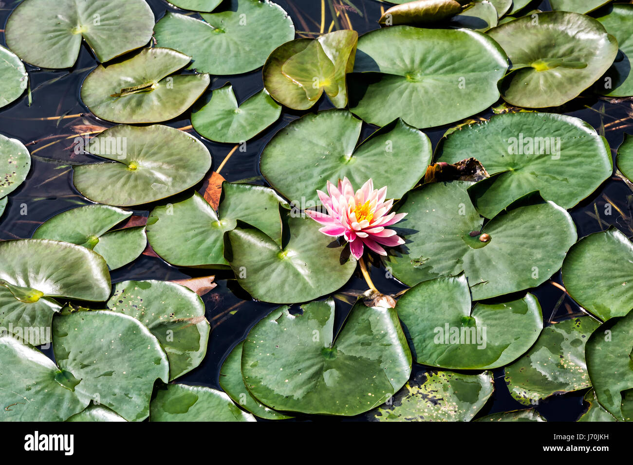 Lily pod with a flower Stock Photo