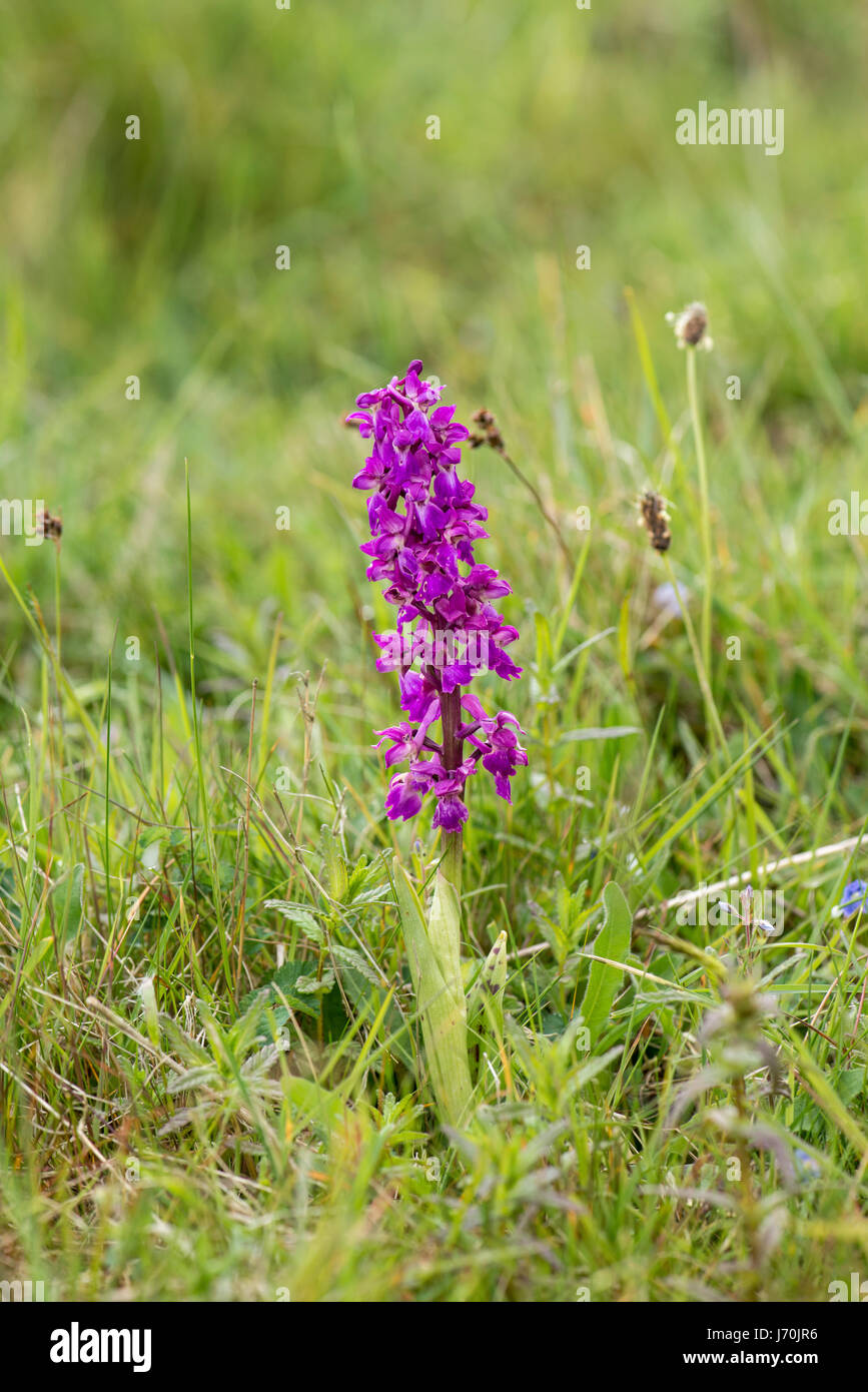 Early purple orchid (Orchis mascula) Stock Photo