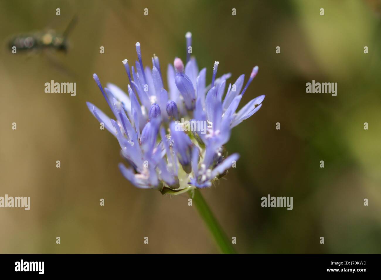 blue macro close-up macro admission close up view insect flower plant purple Stock Photo