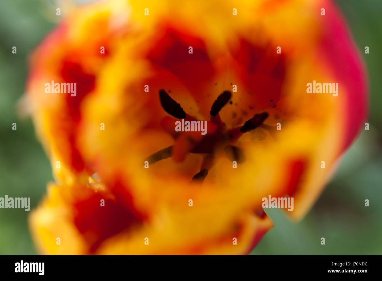 Close-Up Of Red and Yellow Tulips Blooming On Field Stock Photo - Alamy