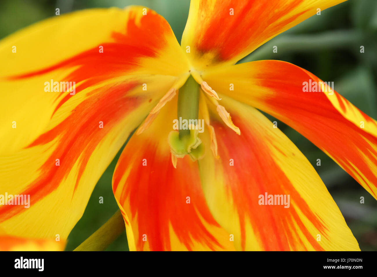 Colorful Tulips in Keukenhof Garden Stock Photo - Alamy