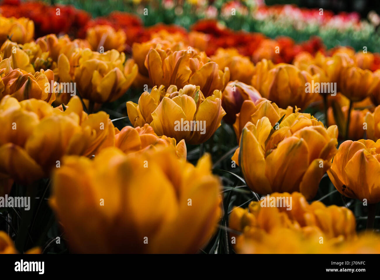 Red and yellow tulips in the Keukenhof in Lisse Stock Photo - Alamy