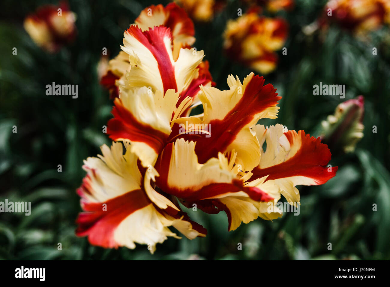 The spring tulips of keukenhof Stock Photo - Alamy