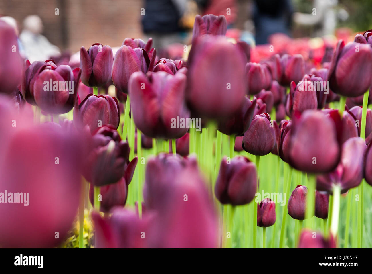 Tulip flowers at Keukenhof gardens Stock Photo