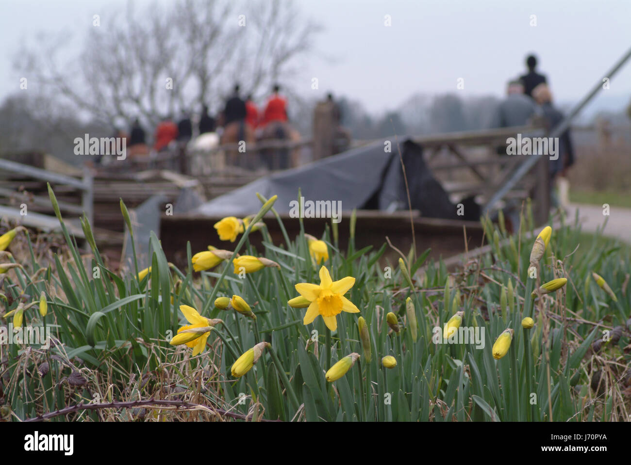 horse flower plant animals flowers horses hunt wildlife country