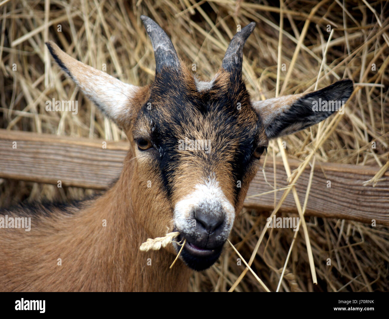 pet goat hay billy goat animal pet mammal goat quadruped creature stable hay Stock Photo