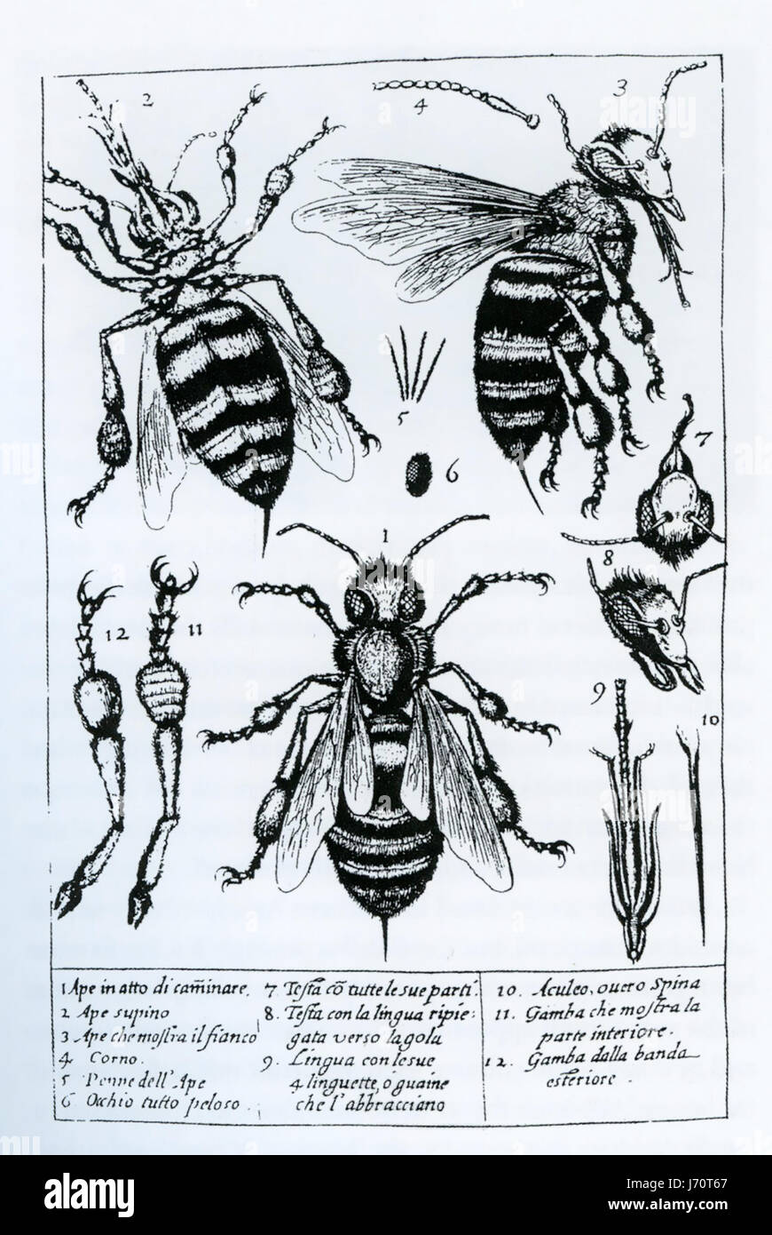 FRANCESCO STELLUTI (1577-1652) Italian polymath. Microscope drawings from his 1630 book 'Persio tradotto  in verso sciolto e dichiarato' Stock Photo