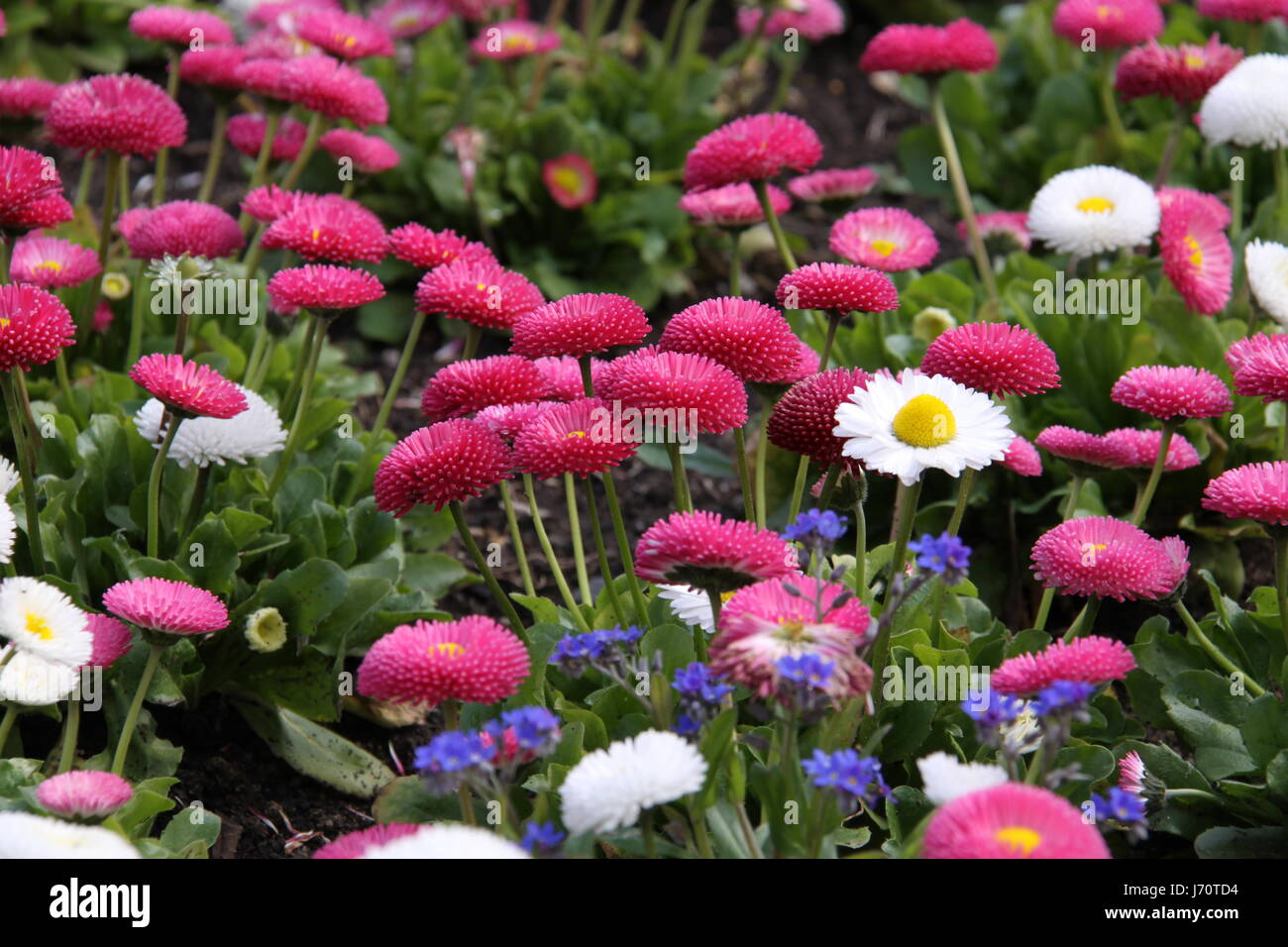 flower plant coloured colourful multifarious richly coloured
