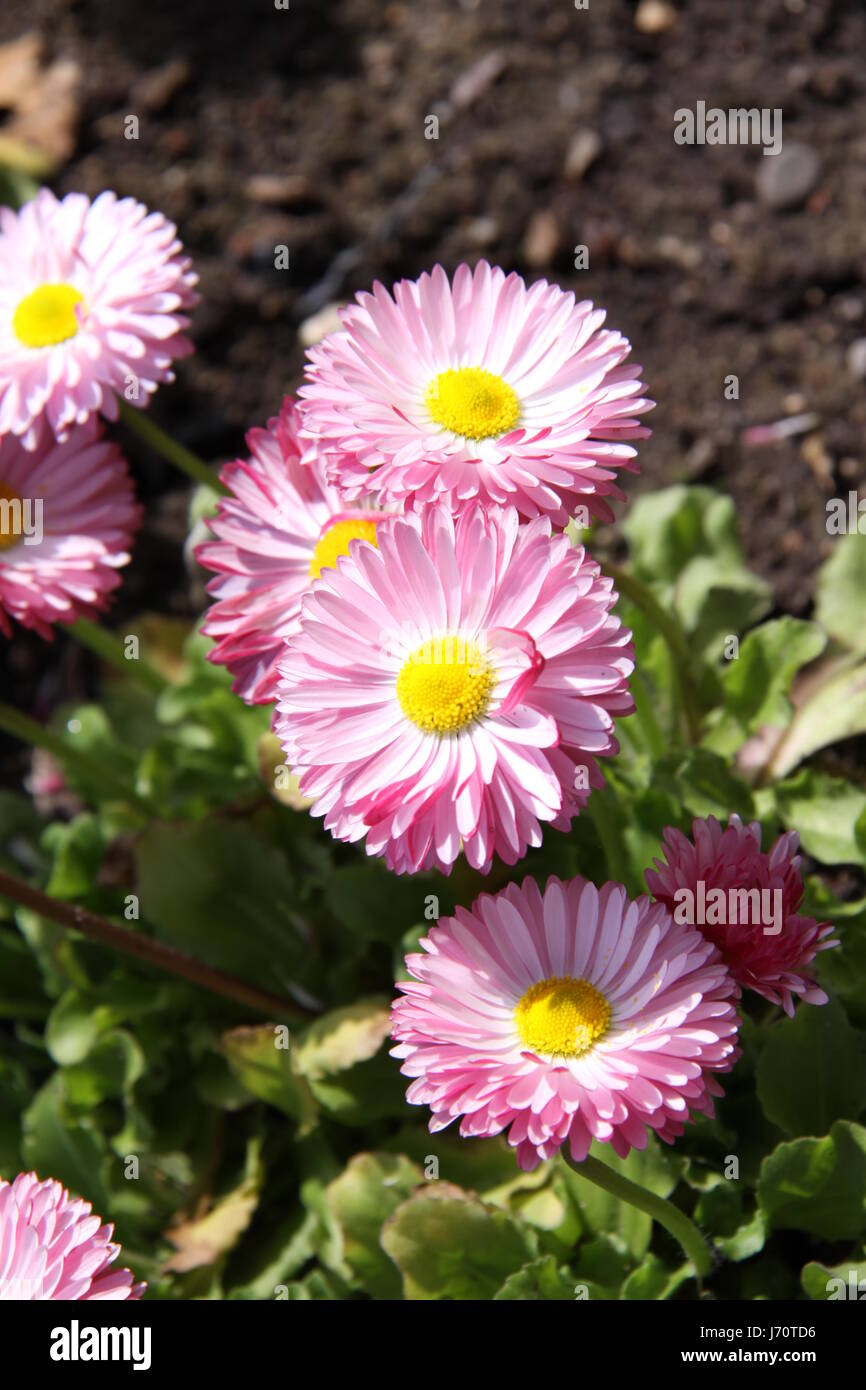 flower plant coloured colourful multifarious richly coloured