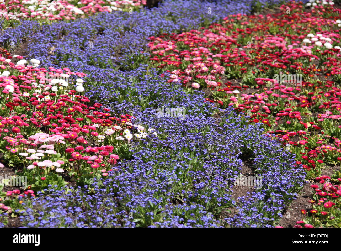 flower plant coloured colourful multifarious richly coloured