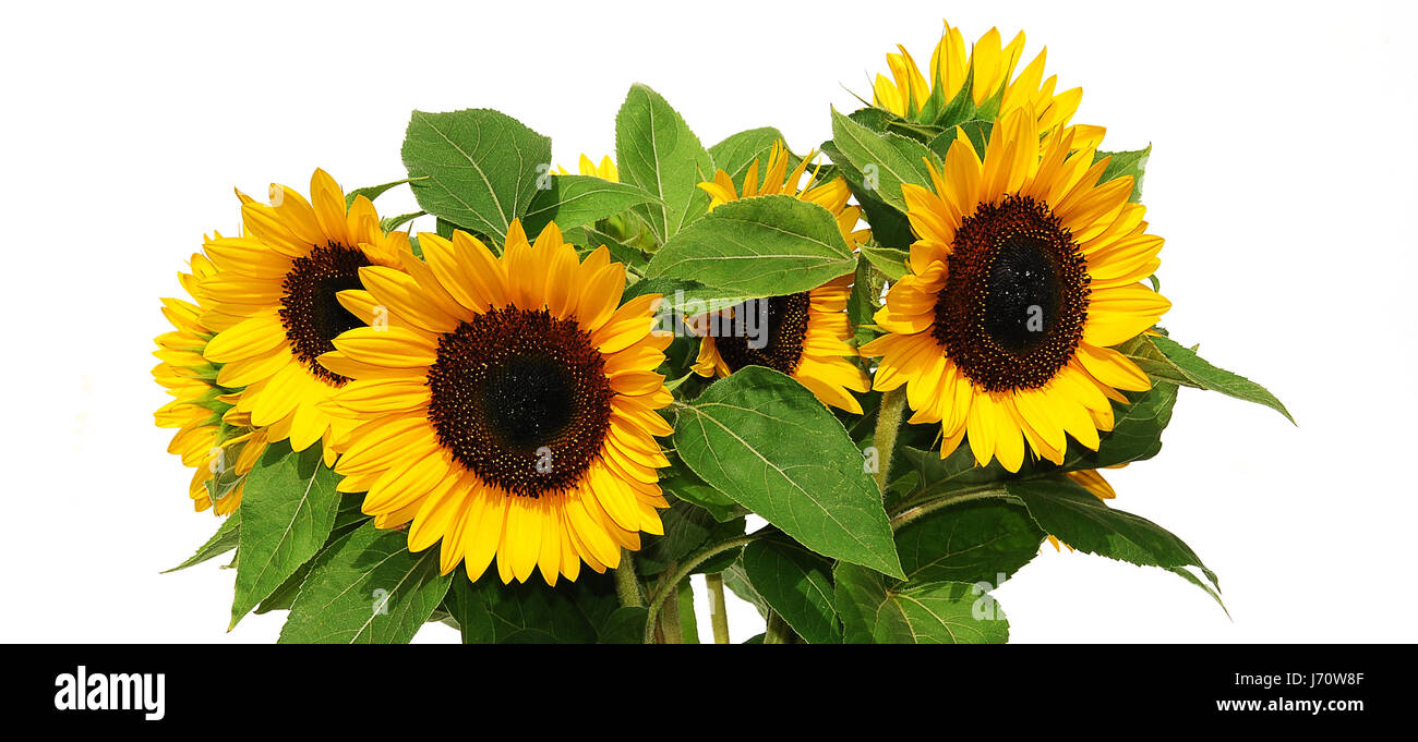 summer summerly flower sunflower plant sunflowers bloom blossom flourish Stock Photo