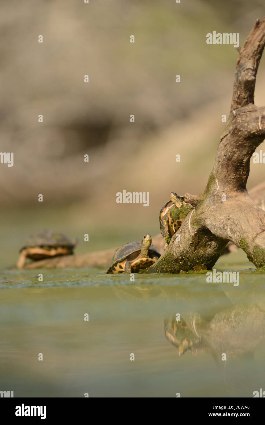 Indian Roofed Turtle Stock Photo