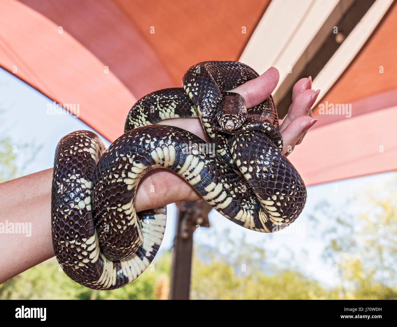 Common king snake, also known as the Eastern kingsnake, or Chain kingsnake, is a harmless  species endemic to the United States and Mexico. It has lon Stock Photo