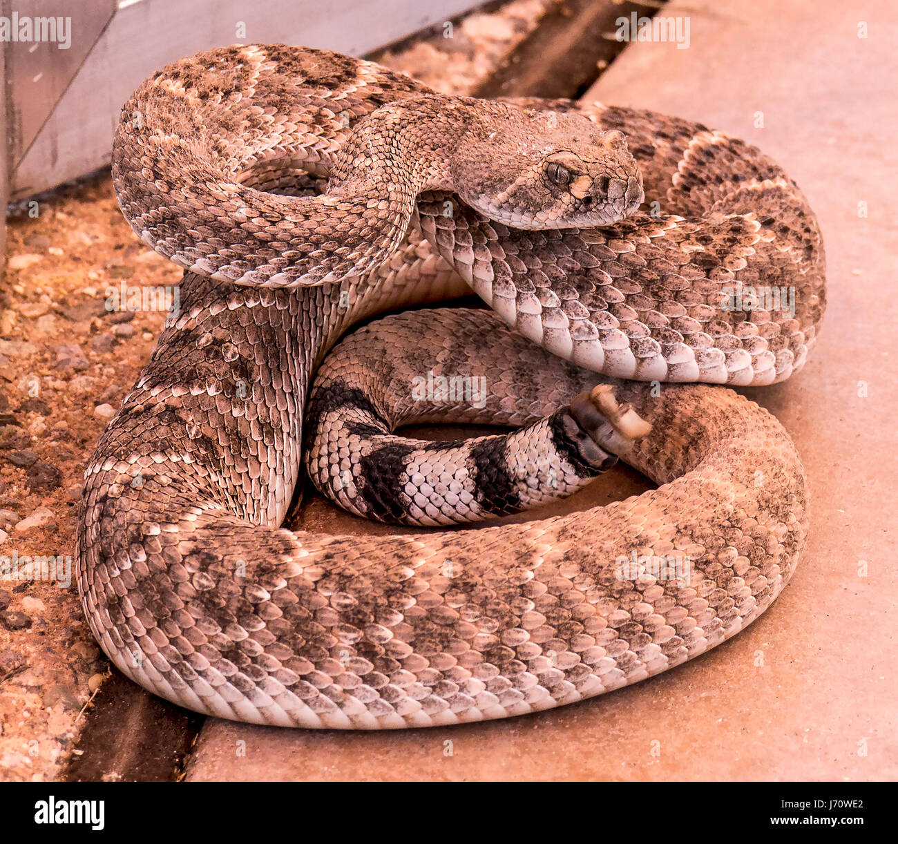 The western diamondback rattlesnake or Texas diamond-back is a venomous rattlesnake species found in the southwestern United States and Mexico. It is  Stock Photo