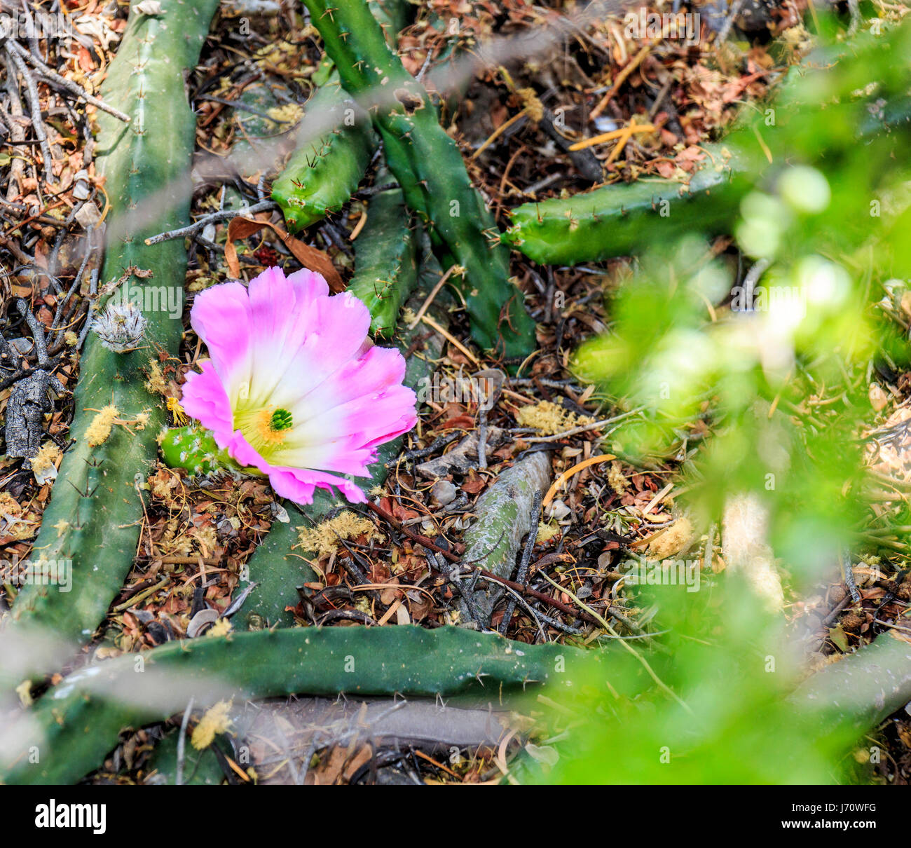 Purple bloom on an alichoche or lady finger cactus. Stock Photo