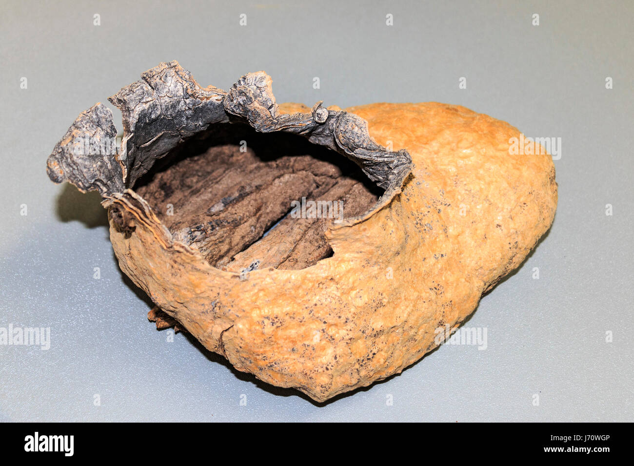 A saguaro 'boot,' formed when a bird pecks out a hole in a saguaro cactus, forming a hardened shell that is then used as a nest. Several kinds of bird Stock Photo