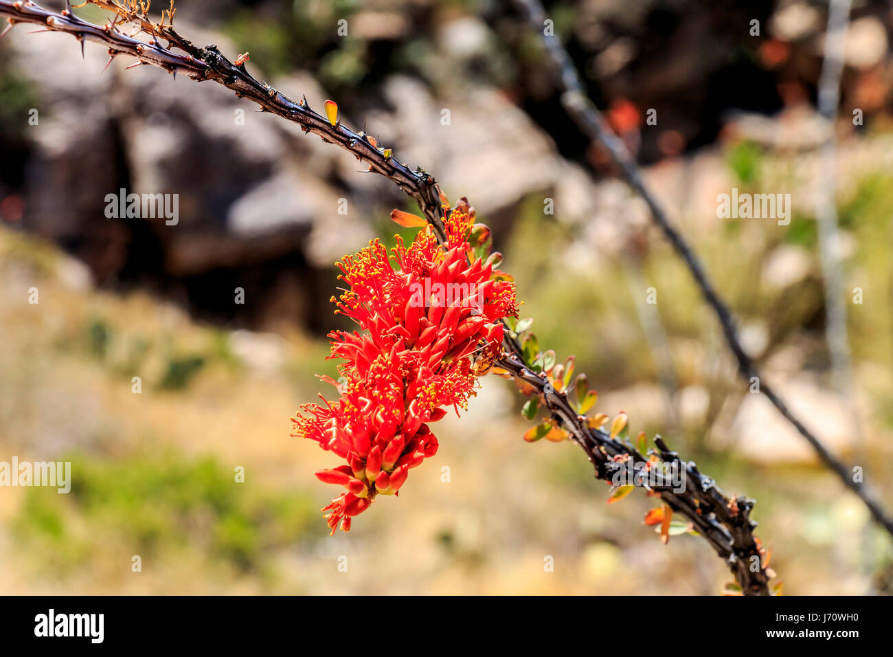 Ocotillo bloom. Fouquieria splendens (commonly known as ocotillo) is also called coachwhip, candlewood, slimwood, desert coral, Jacob's staff, Jacob c Stock Photo
