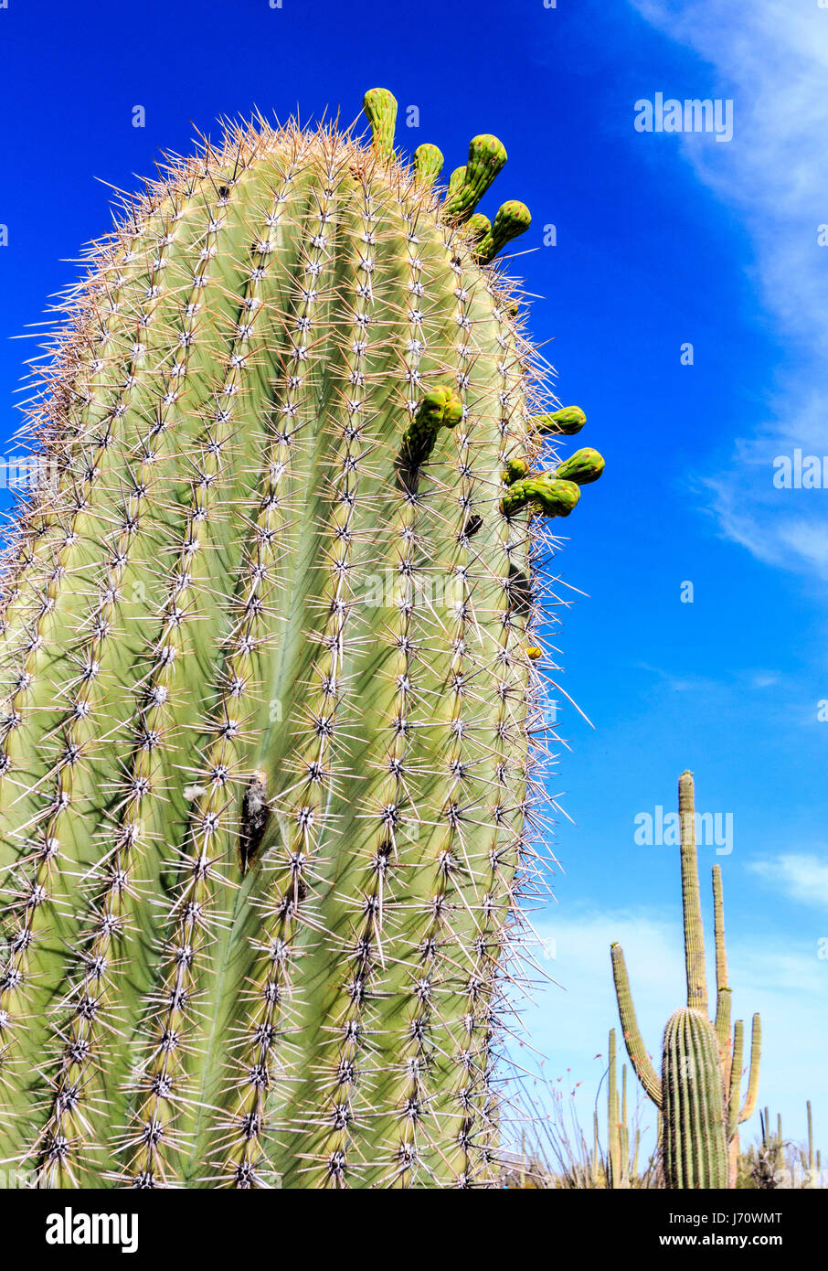 Buds of cactus flowers about to bloom on saguaro cactus. The saguaro is a tree-like cactus that can grow to be over 70 feet (21 m) tall. It is native  Stock Photo