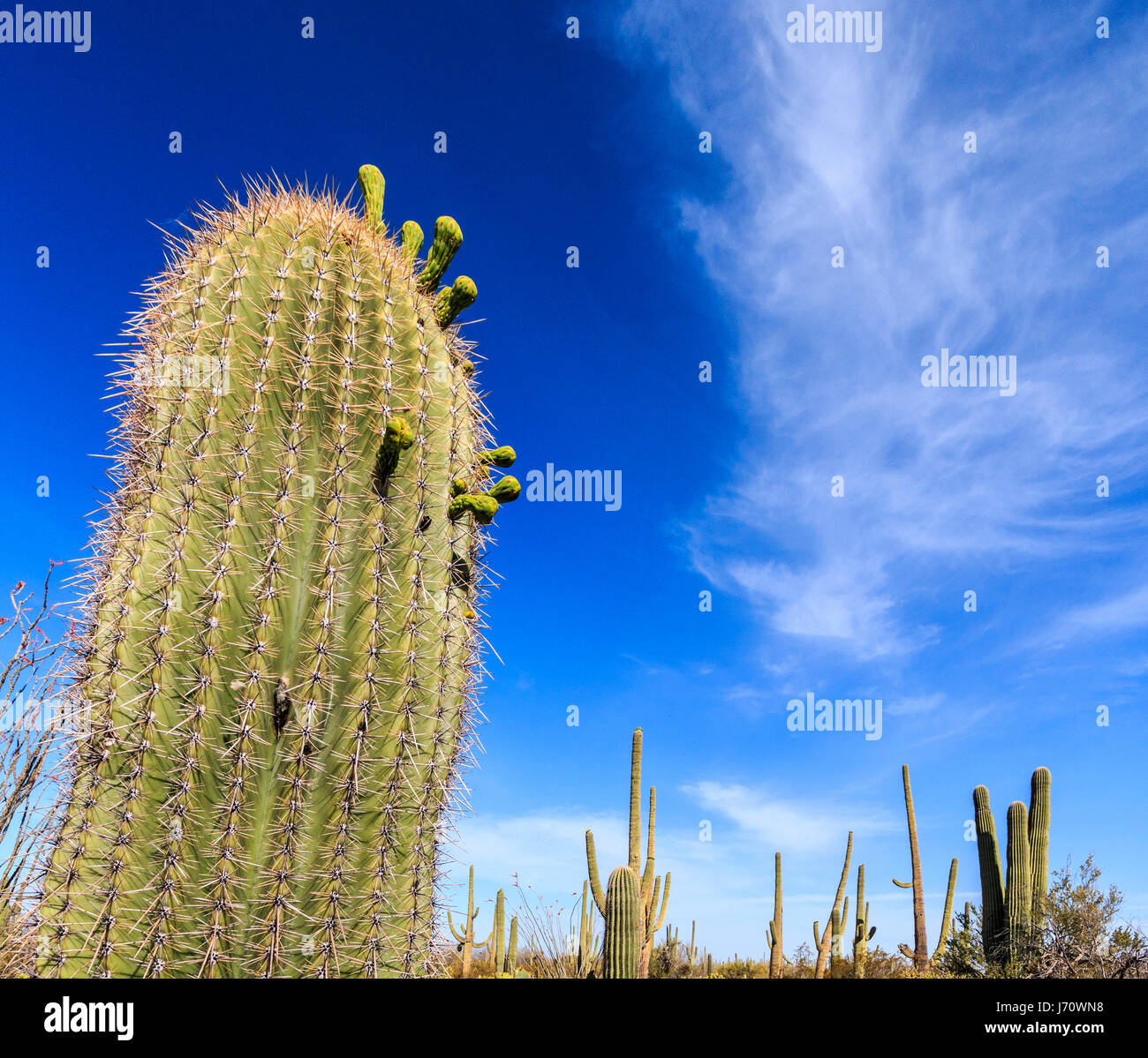 Buds of cactus flowers about to bloom on saguaro cactus. The saguaro is a tree-like cactus that can grow to be over 70 feet (21 m) tall. It is native  Stock Photo