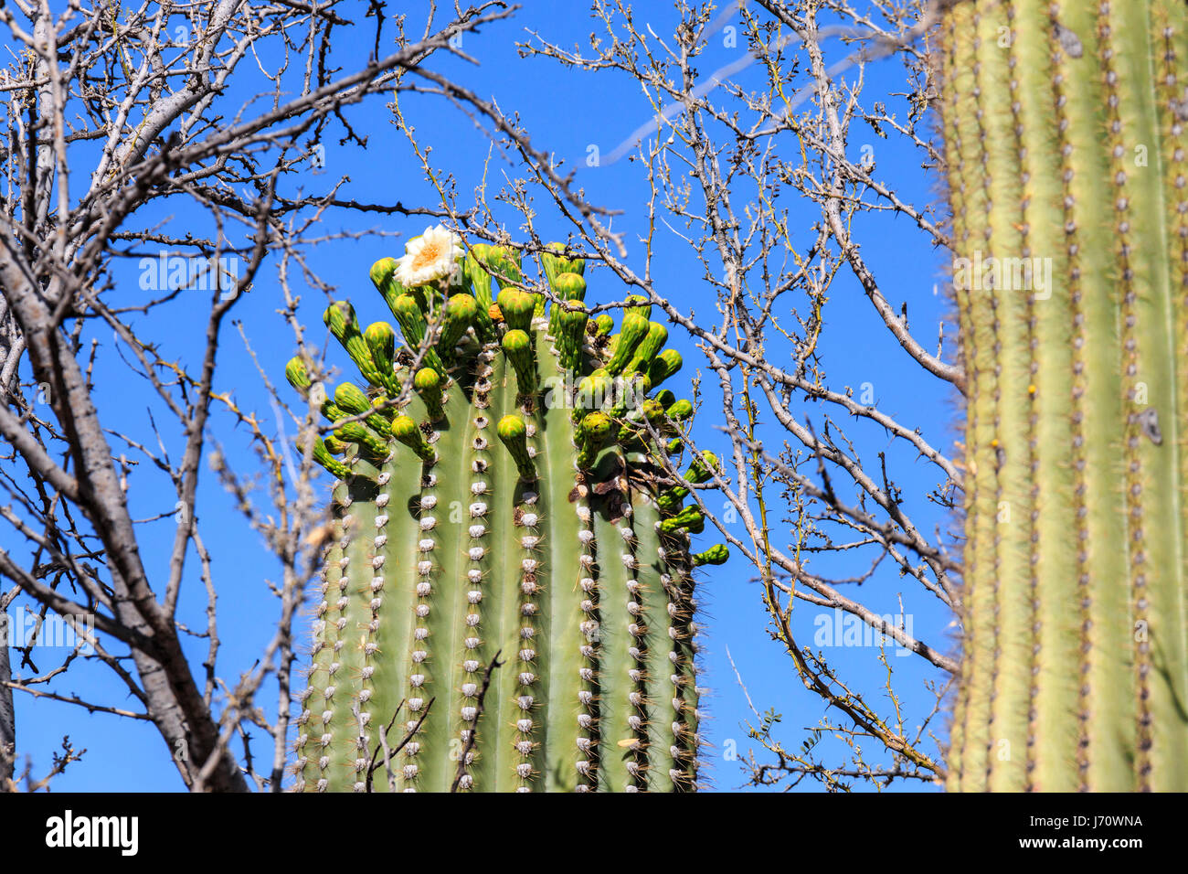 Cactus flowers bloom on saguaro cactus. The saguaro is a tree-like cactus that can grow to be over 70 feet (21 m) tall. It is native to the Sonoran De Stock Photo