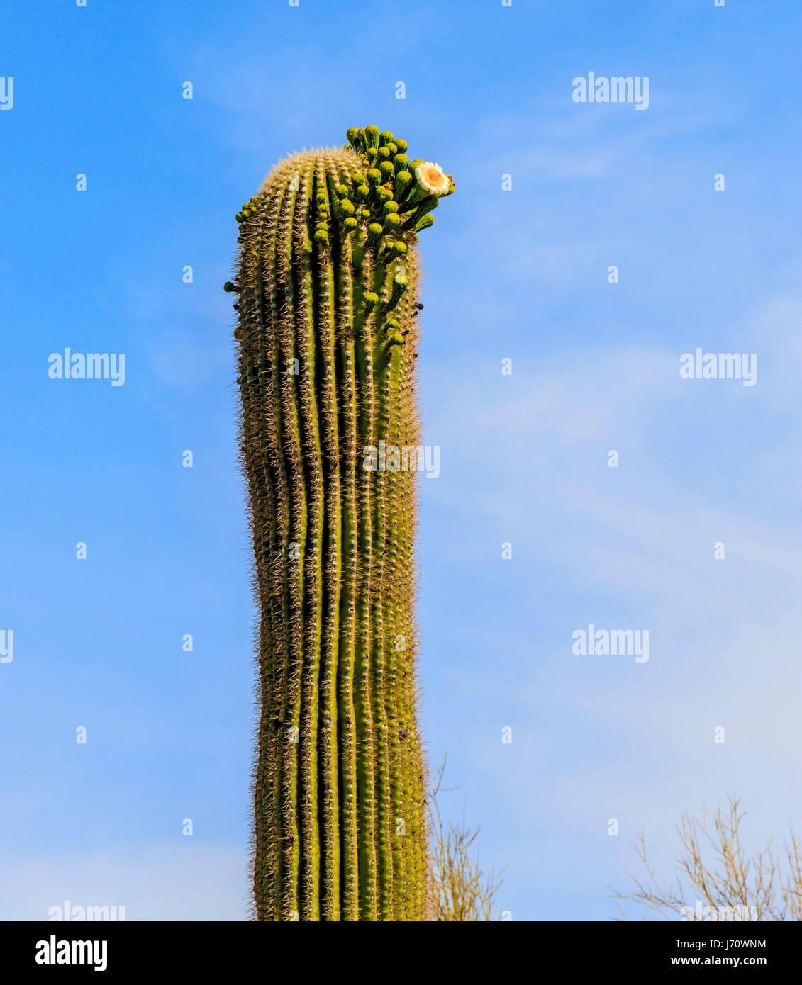 Cactus flowers bloom on saguaro cactus. The saguaro is a treelike