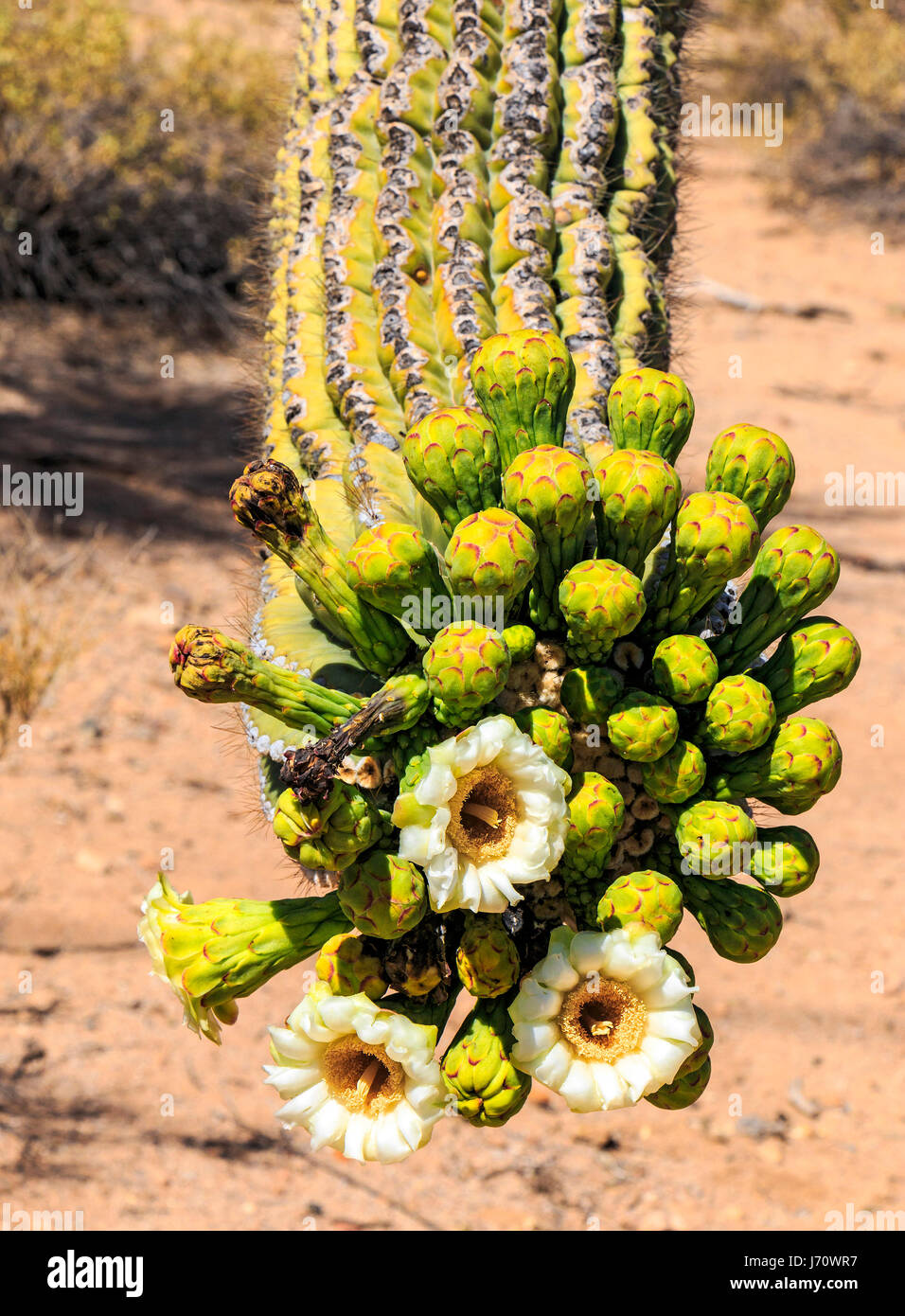 Cactus flowers bloom on saguaro cactus. The saguaro is a tree-like cactus that can grow to be over 70 feet (21 m) tall. It is native to the Sonoran De Stock Photo
