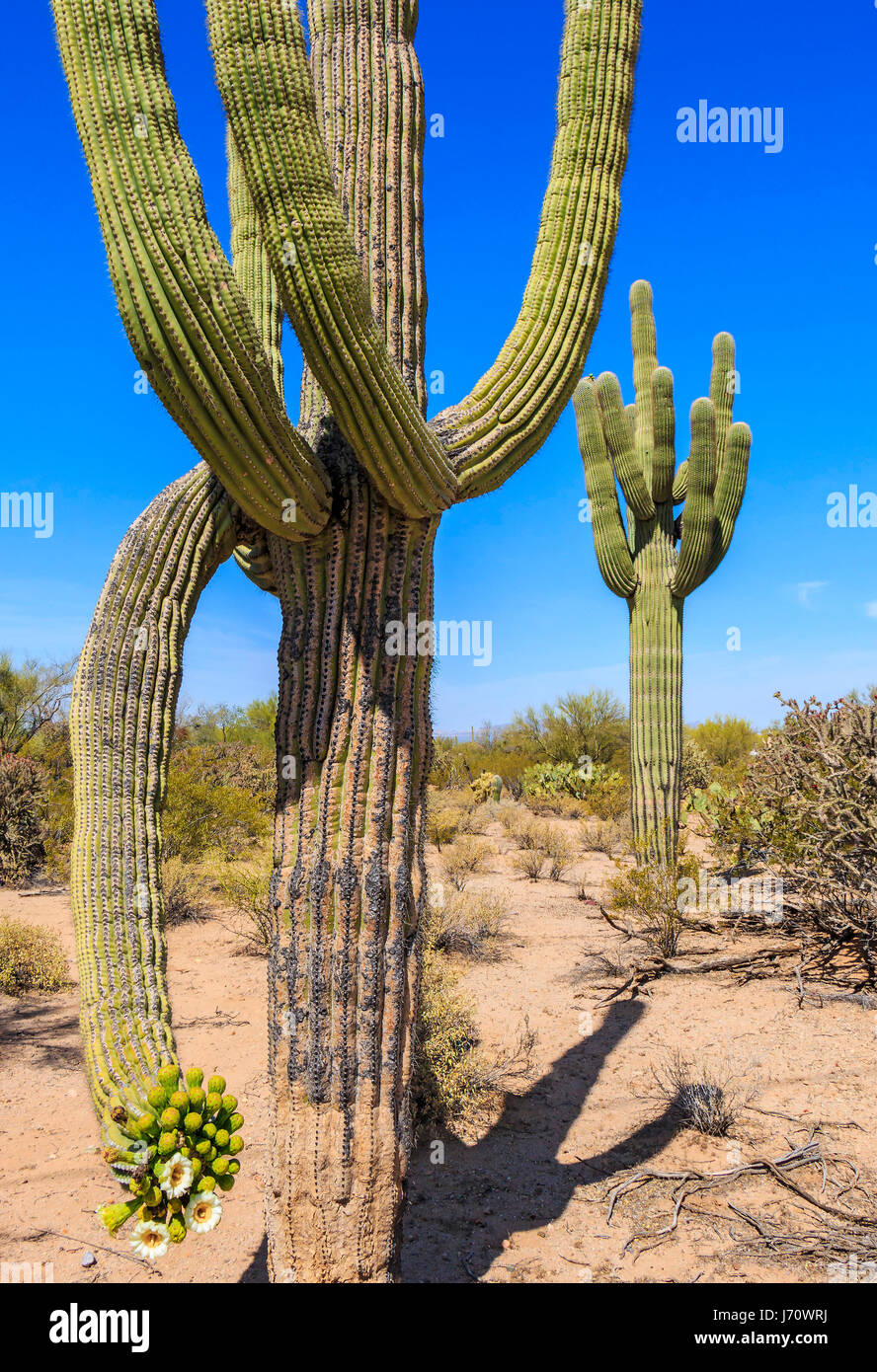 Cactus flowers bloom on saguaro cactus. The saguaro is a tree-like cactus that can grow to be over 70 feet (21 m) tall. It is native to the Sonoran De Stock Photo