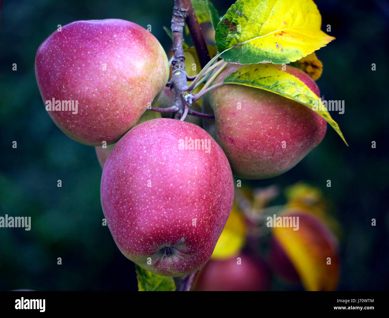 apples in late summer Stock Photo - Alamy