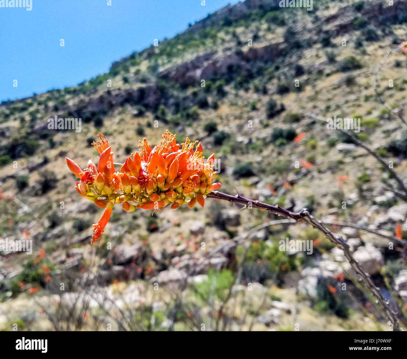 Ocotillo bloom. Fouquieria splendens (commonly known as ocotillo) is also called coachwhip, candlewood, slimwood, desert coral, Jacob's staff, Jacob c Stock Photo