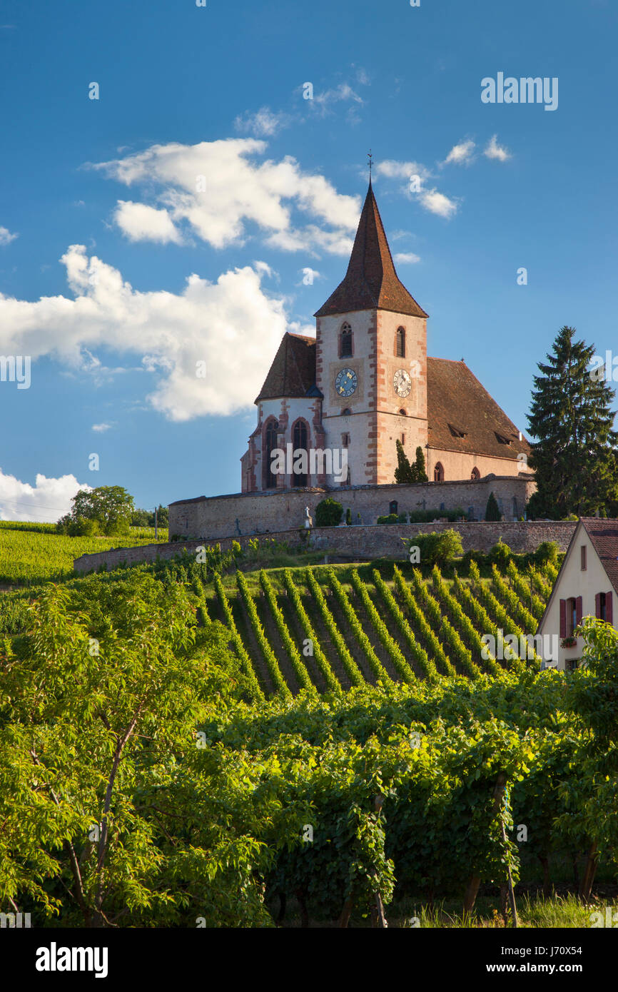 Eglise SaintJacquesleMajeur stands over the vineyards in Hunawihr, Alsace, HautRhin, France
