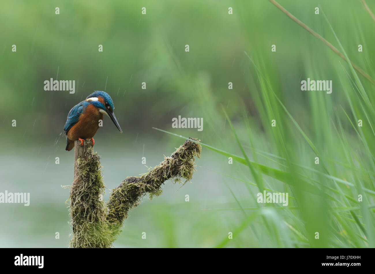 Kingfisher in reed landscape Stock Photo Alamy